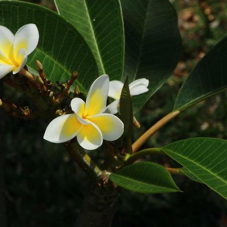 Gite Des Acacias Union Vale Екстер'єр фото
